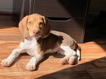 Cachorro Beagle llamado Winston – Macho